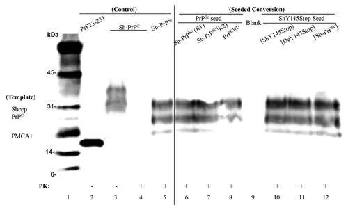 Figure 5 PMCA on purified PrPC from brain tissue of sheep and deer. Lane 1, molecular weight marker (biotinylated). Lane 2, human recombinant PrP 23–231 was used as a positive control. Lanes 3 and 4, samples containing purified PrPC from brain tissue of sheep before and after PK digestion. Lane 5, PrPSc extracted from sheep brain as a reference after PK digestion with 10 times the reaction equivalents of the seed protein concntration. Samples of purified PrPC from brain tissue of sheep were incubated with preformed fibrillar seed of PrPSc round one (lane 6), round two (lane 7), PrPCWD (lane 8), ShY145Stop seeded with performed fibrils of ShY145Stop (lane 10), DeY145Stop (lane 11), or PrPSc (lane 12) after PK digestion.