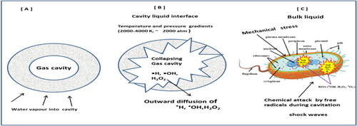 Figure 4. Schematic diagram of disinfection mechanisms and reaction systems during ultrasound irradiation.