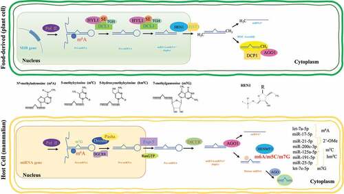 Figure 1. Epitranscriptomic modifications in miRNAs. Schematic representation of miRNA biogenesis in mammals and plants. HEN-1 is a methyltransferase that adds a methyl group to the ribose of the last nucleotide (represented as R) of small RNAs (sRNAs). This methylation protects the 3ʹ-end of sRNAs from uridylation activity and subsequent degradation. Not all miRNA biogenesis mechanisms are depicted. Frequently reported miRNA modifications, along with representative examples, are shown on the right bottom corner