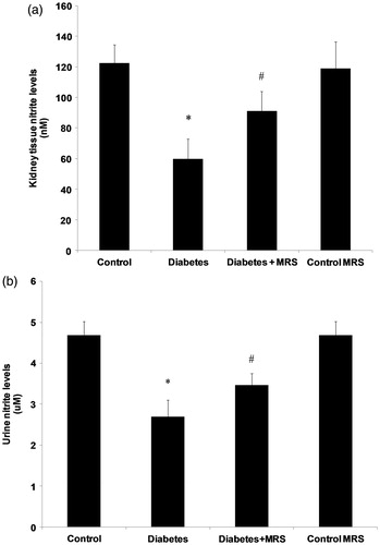 Figure 5. A2B adenosine receptor antagonist (MRS1754) on (a) kidney tissue (b) urine nitrite levels in control and diabetic mice. Notes: Data are means (±SEM). *p < 0.05 versus control group; #p < 0.05 versus diabetes group; n = 6.
