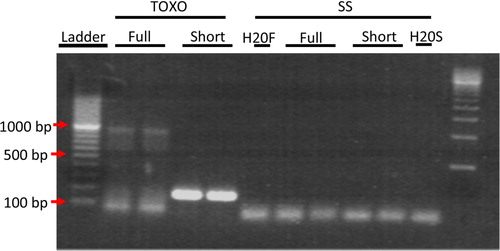 Fig. 3 PCR analysis of Rab13 mRNA in Toxo compared to SS ELVs confirmed the presence of full-length transcript in ELVs from TOXO and not in SS ELVs. PCR was performed on cDNA made from SS and Toxo ELVs RNA preparations with primers that were close to full length mRNA and still maintain specificity giving an expected product size of 976 bp. Red arrows indicate location of the 100, 500 and 1,000 bp markers. In lanes 2 and 3 a band of the expected 976 bp size for full length Rab13 can clearly be seen in the ELVs from TOXO and not SS. Also present in lanes 3 and 4, as a positive control, is the 200 bp Rab13 PCR product that was used to confirm the micro array RNA data.