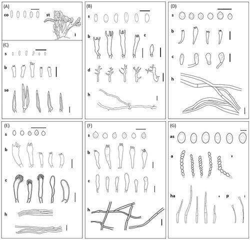 Figure 2. Microscopic view of morphological characteristics of the seven unrecorded species in Korea. (A) Cordyceps cicadae; (B) Dentocorticium bicolor; (C) Hymenochaete nanospora; (D) Physisporinus crataegi; (E) Rigidoporus piceicola; (F) Russula raoultii; (G) Scutellinia crinita. (a: asci, as: ascospores, b: basidia, c: cystidia, co: conidia, d: dendrohyphidia, h: hyphae, ha: hair, p: paraphyses, s: basidiospores, se: setae, st: stroma; a scale bar = 10 µm, for stroma, a scale bar = 1 cm).