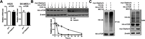 Figure 4 Gephyrin enhances mTOR degradation. (A) Overexpression of gephyrin did not change the mRNA level of mTOR in H520 and SK-MES-1 cells. Cells were homogenized in TRIzol buffer. The mRNA level of mTOR were measured by real-time PCR analysis. (B) Gephyrin suppressed mTOR synthesis. Gephyrin and mTOR constructs were cotransfected into HEK293T cells, then treated with cycloheximide (CHX, 50 μM) for different times (0, 1.5, 3, 6, 12, and 24 hours). The protein level of mTOR was measured by Western blot analysis. β-Actin acted as the loading control. (C) Gephyrin enhanced mTOR degradation. Gephyrin, mTOR, and ubiquitin (Ub) constructs were cotransfected into HEK293T cells, then treated with MG132 (10 μM) for 24 hours. The protein level of mTOR was measured by Western blot analysis. β-Actin acted as the loading control. The experiments were repeated three times independently.