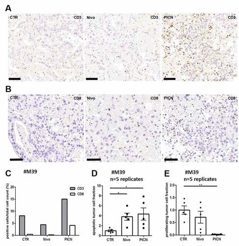 Figure 2. Co-cultivation of peripheral mononuclear blood cells (PBMC) with PDTC Tissue cultures of #M39 were supplemented with either Nivolumab (Nivo) or together with stimulated PBMCs (PICN) and analyzed after 72 h of treatment. (a, b) Representative pictures of DAB stainings with antibodies against CD3 (t-lymphocyte) and CD8 (cytotoxic t-lymphocyte). (c) Quantification of CD3- and CD8 DAB staining. (d, e) Normalized effects of Nivolumab and PBMC co-cultivation on tumor cell apoptosis (cPARP) and tumor cell proliferation (Ki67). bars = 40 µm; CTR, control; error bars: SEM; *p ≤ 0,05, **p ≤ 0,01; Kruskal-Wallis test