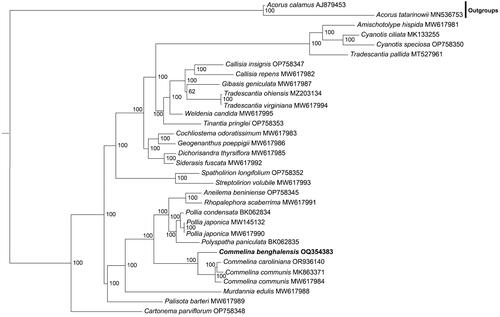 Figure 3. The phylogenetic tree of 30 Commelinaceae species and two outgroups. The tree was constructed with complete plastome sequences present in all 23 species using the maximum likelihood method. The 23 species were Acorus calamus (AJ879453, outgroup) (Goremykin et al. Citation2005), Acorus tatarinowii (MN536753, outgroup) (Ma et al. Citation2020), Amischotolype hispida (MW617981) (Jung et al. Citation2021), Cyanotis ciliata (MK133255), Cyanotis speciosa (OP758350), Tradescantia pallida (MT527961) (Gao et al. Citation2020), Callisia insignis (OP758347), Callisia repens (MW617982) (Jung et al. Citation2021), Gibasis geniculate (MW617987) (Jung et al. Citation2021), Tradescantia ohiensis (MZ203134) (Liu et al. Citation2021), Tradescantia virginiana (MW617994) (Jung et al. Citation2021), Weldenia candida (MW617995) (Saha and Jha Citation2019), Tinantia pringlei (OP758353), Cochliostema odoratissimum (MW617983) (Jung et al. Citation2021), Geogenanthus poeppigii (MW617986) (Jung et al. Citation2021), Dichorisandra thyrsiflora (MW617985) (Jung et al. Citation2021), Siderasis fuscata (MW617992) (Jung et al. Citation2021), Spatholirion longifolium (OP758352), Streptolirion volubile (MW617993) (Jung et al. Citation2021), Aneilema beniniense (OP758345), Rhopalephora scaberrima (MW617991) (Jung et al. Citation2021), Pollia condensata (BK062834), Pollia japonica (MW145132) (Gu and Ma Citation2021), Pollia japonica (MW617990), Polyspatha paniculata (BK062835), Commelina benghalensis (OQ354383, this study), Commelina caroliniana (OR936140), Commelina communis (MK863371) (Cui and Liang Citation2019), Commelina communis (MW617984), Murdannia edulis (MW617988) (Jung et al. Citation2021), and Palisota barteri (MW617989) (Jung et al. Citation2021), Cartonema parviflorum (OP758348). Bootstrap supports were calculated from 1000 replicates. The Commelina benghalensis was labeled in bold font in the phylogenetic tree