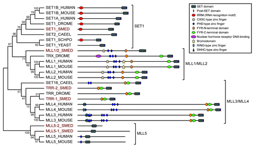 Figure 1. Phylogenetic tree of SET1/MLL family proteins. Relationships of planarian SET1/MLL proteins (highlighted in red) to those of other species based on Neighbor-joining analysis of their SET domains. Numbers represent the percentage of Bootstrap replicates that include that node. The predicted domain structure of each protein is diagramed to the right. The members of the larger family fall into four sub-groups indicated by brackets. Sequences were selected from Homo sapiens (HUMAN), Mus musculus (MOUSE), Caenorhabditis elegans (CAEEL), Schizosaccharomyces pombe (SCHPO), Saccharomyces cerevisiae (YEAST), Drosophila melanogaster (DROME) and Schmidtea mediterranea (SMED).