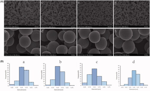 Figure 1. (A) SEM images of microspheres at 800 times (a, c, e, g) and 7000 times (b, d, f, h), including M (a, b), M1 (c, d), M2 (e, f), and M3(g, h). (B) Diameter distribution images of M (a), M1 (b), M2 (c), and M3 (d) (n = 100).