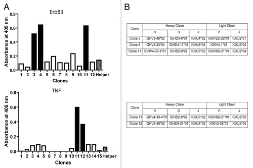 Figure 6. Phages selected against ErbB3. (A) To analyze the diversity displayed by phages binding ErbB3 and TNF-α, 12 clones for ErbB3 and 15 clones for TNF-α, all obtained in the second panning assay, were isolated and analyzed by phage ELISA, as described in Materials and Methods. A helper phage was used as negative control. Solid-colored bars indicate positive clones. (B) Phagemids were obtained from positives clones, sequenced and analyzed using IgBlast.Citation35