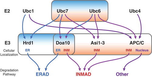 Figure 2. Flow chart comparing ERAD and INMAD. Ubc6 and Ubc7 are the most commonly utilized E2s for both ERAD and INMAD, functioning with either Hrd1 or Doa10 for ERAD, or Asi1-3, APC/C, or Doa10 for INMAD. Ubc1 can also function as an E2 for ERAD with Hrd1, and with APC/C in an unrelated context. Ubc4 also functions with APC/C outside INMAD.