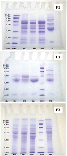 Figure 1 Electrophoretic patters of multistep extractions from flour samples. F1: NaCl 5%; F2: isopropanol 70%; F3: SDS 1.5%. MWS: molecular weight standard. (Color figure available online.)