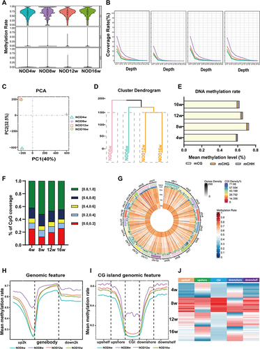 Figure 2 DNA methylation levels were increased in LGs of NOD mice during the development of SS-related dry eye. (A) DNA methylation rate under the contexts of CG, CHG, and CHH in NOD mice at different stages of SS-related dry eye (4, 8, 12 and 16 weeks old) by RRBS. (B) The genome coverage rate of C sites in LGs of different NOD groups. (C) Principal component analysis (PCA) based on individual cytosines. (D) Hierarchical clustering (HC) analysis based on methylation levels at CG sites. (E) Global DNA methylation levels of all C sites across the genome in LGs of NOD at different stages of SS-related dry eye. (F) Distribution of methylation levels at CG sites in different groups. (G) Methylation rates of CG sites at different disease stages in NOD. (H) DNA methylation levels along the gene body, 2-kb upstream of the TSS and 2-kb downstream of the TES for all genes. (I) DNA methylation levels of promoter CG island and surrounding areas. (J) Heatmap of methylation levels at CG sites in the functional region of the gene. Red represents hypermethylated; blue represents hypomethylated.
