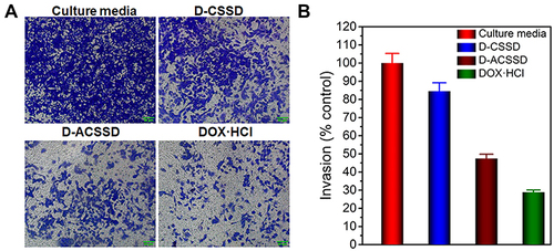 Figure 8 (A) Typical images and (B) quantified invasion effect of culture media, D-CSSD, D-ACSSD and DOX·HCl in 4T1 cells.