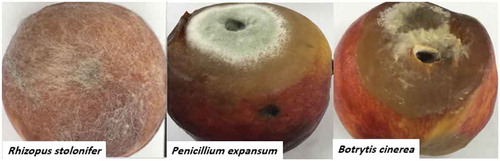 Fig. 2 (Colour online) Rot appearance on peach fruit infected with each of three fungal pathogens after 7 days of incubation at 27 ± 2°C. The infection started as soft soaked brown areas on the fruit, followed by fungal spread into healthy portions and the subsequent appearance of heavy mycelium on infected areas.