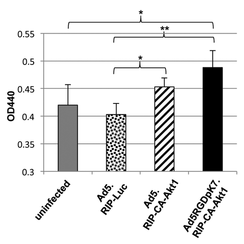 Figure 2. CA-Akt1 expression improved islet cell survival in vitro. In the experiments, freshly isolated rat islets were infected with the vectors at a MOI of 250 VPs/cell. Three days later, islet cell viability was assessed using a WST-1 based assay kit. Higher OD440 readings mean more viable cells. The * marks p < 0.05, and ** indicates p < 0.005. The error bars represent standard deviation (n = 5). Note: Ad5.RIP-Luc infected cells showed decreased survival compared with uninfected controls, indicating there was some toxicity related to Ad5 infection, although the difference was not significant.