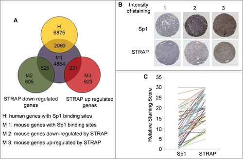 Figure 7. STRAP inversely correlates with Sp1 expressions in NSCLC. (A) Venn diagrams show the overlap of 2063 genes with conserved Sp1 binding sites presented in both human and mouse. In MEFs, 525 genes (out of 605) with Sp1 sites were downregulated and 231 genes (out of 923) were upregulated by STRAP. (B) Immunohistochemical analysis of Sp1 and STRAP expressions in NSCLC TMA. Upper panel shows Sp1 expression and bottom panel shows STRAP expression in serial sections of three patients. (C) To evaluate the correlation between Sp1 and STRAP expressions in the same patient, staining score obtained from the TMA (n = 42) is shown for individual protein.