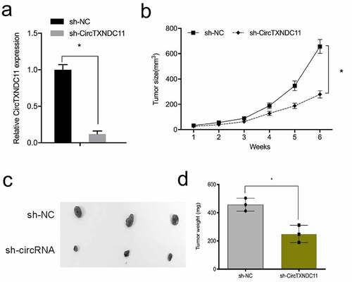 Figure 4. circTXNDC11 silencing reduced RCC cell growth in vivo