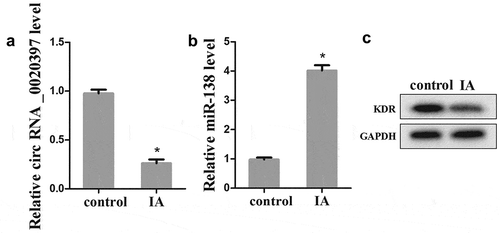 Figure 2. The expression of circRNA_0020397, miR-138 and KDR in isolated arterial smooth muscle cells. (a): The expression of circRNA_0020397 was determined using real-time PCR. (b): the expression of miR-138 was measured using real-time PCR. (c): the expression of KDR was detected using western blot. *p < 0.05 vs control.