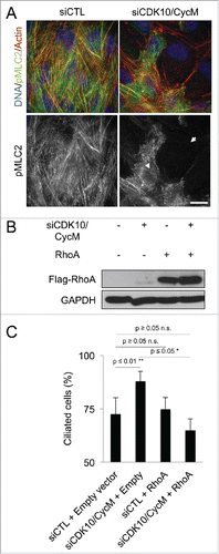 Figure 5. CDK10/CycM represses ciliogenesis through the modulation of RhoA signaling (A) Immunofluorescent visualization of Actin (Rhodamin-Phalloidin staining, shown in red), DNA (DAPI staining, shown in blue) and pMLC2 (shown in green) in serum-starved hTERT-RPE1 cells without (siCTL) or with CDK10/CycM silencing. The arrowhead indicates a cell with diffuse pMLC2 staining and reduced stress fibers. The arrow indicates a cell lacking pMLC2 staining and stress fibers. Scale bar, 25 μm. (B) Western blot analysis of exogenously-expressed Flag-RhoA protein levels in serum-starved hTERT-RPE1 cells, without (siCTL) or with CDK10/CycM silencing. (C) Percent ciliated cells (quantified as described in Fig. 1 legend) in the absence and presence of Flag-RhoA expression and CDK10/CycM silencing. n.s. = not significant.