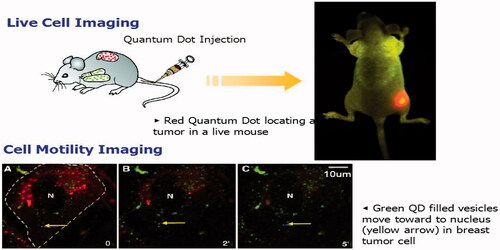 Figure 3. Live cell imaging Alivisatos et al. [Citation48].