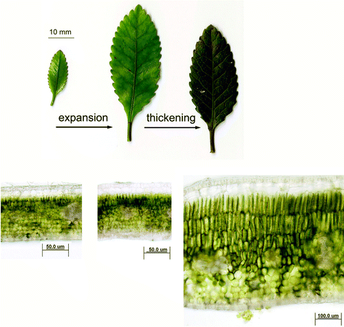 Fig. 1  Morphology and anatomy of Weinmannia racemosa leaf stages. Representative leaves from greenhouse-grown plants show in transverse section the anatomical changes occurring during leaf expansion and thickening. Note that mature leaves are approximately twice as thick as immature expanding and/or immature expanded leaves with a more developed cuticular layer and palisade mesophyll tissue.