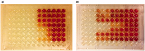 Figure 1. Biofilm-oriented antiseptics test (BOAT). Supernatant test: BAG 14-day priming time (a); BAG 2-day priming time (b). BAG concentration from left to right is 400 mg/mL, 200 mg/mL, 100 mg/mL, and 0 mg/mL; 3 wells per concentration. Rows 1–7: strains 1–7; row 8: negative control. Red formazan is a sign of viable cells. (96-well microtiter plate; Nunclon Delta Surface, Thermo Fischer Scientific).