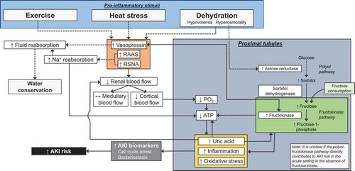 Figure 6. Potential mechanisms by which exercise, increases in core temperature and/or dehydration may increase the risk of acute kidney injury (AKI) while also promoting fluid conservation. Dashed lines indicate known beneficial physiological responses. Solid lines indicate potential pathogenic processes. Abbreviations – RAAS: renin-angiotensin-aldosterone system, RSNA: renal sympathetic nerve activity, PO2: partial pressure of oxygen, ATP: adenosine triphosphate