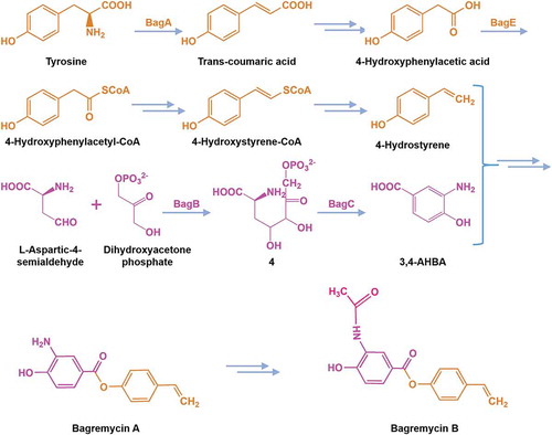 Figure 4. Proposed biosynthetic pathway of bagremycins.