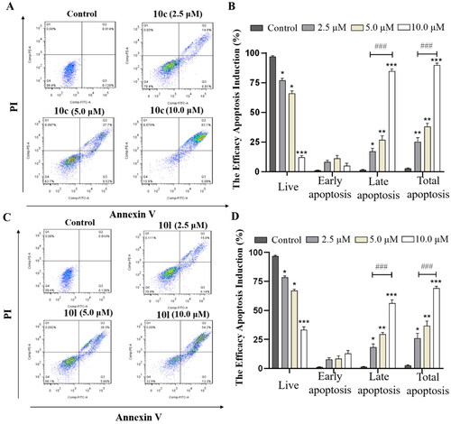 Figure 5. 10c and 10l induced apoptosis in cancer cells. (A) Apoptosis of B16-F10 cells induced by increasing concentrations of 10c (2.5, 5.0, and 10.0 μM). (B) Histograms showing the percentages of cell cycle distribution following 10c treatment (n = 3). (C) Apoptosis of B16-F10 cells induced by increasing concentrations of 10l (2.5, 5.0, and 10.0 μM). (D) Histograms showing the percentages of cell cycle distribution following 10l treatment (n = 3). The bar graphs are presented as mean ± SD. ***p < 0.001, **p < 0.01, *p < 0.05 compared with the corresponding control group, One-way ANOVA analysis.