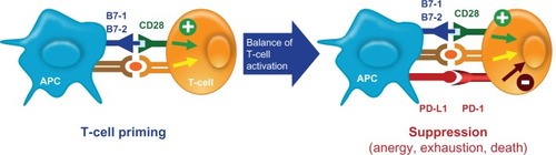 Figure 3 PD-1/PD-L1 immune checkpoint pathway. PD-L1 is expressed on antigen-presenting cells whereas PD-1 is expressed on T-lymphocytes. The PD-1–PD-L1 pathway impairs the ability of T-lymphocytes to mount an immune response. This is a key checkpoint in a normal immune response.Abbreviation: APC, antigen-presenting cells.