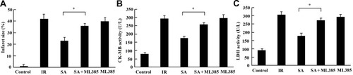 Figure 8 The cardioprotective effects of SA were abrogated by the inhibition of Nfr2. SA (20 mg/kg) was intraperitoneally administrated into rats 1 h prior to heart isolation, and then the hearts were isolated and underwent 30-min ischemia, followed by 120-min reperfusion. ML385, a Nrf2 inhibitor, was intraperitoneally injected at the dose of 30 mg/kg 30 min, prior to SA administration. (A) Myocardial infarct size was measured by TTC staining. (B) The creatine kinase-MB (CK-MB) and (C) lactate dehydrogenase (LDH) activities in the coronary effluent were measured by spectrophotometry. Data are presented as the mean ± standard deviation, n=6. *P<0.05.