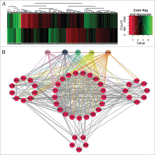 Figure 2. Unsupervised clustering analysis of mRNA expression in BBR-treated MM cells. (A) Heat maps illustrating unsupervised clustering of mRNAs that were differentially expressed after BBR treatment. The red and green colors indicate relatively low and high fold expression changes, respectively. (B) Integrative analysis of mRNA expression profiles to reconstruct a gene regulatory network. Among all genes, these 5, each having the most nodes, are considered key genes in BBR-induced pathways: (Rac1, NFκB1, MYC, JUN and CCND1).