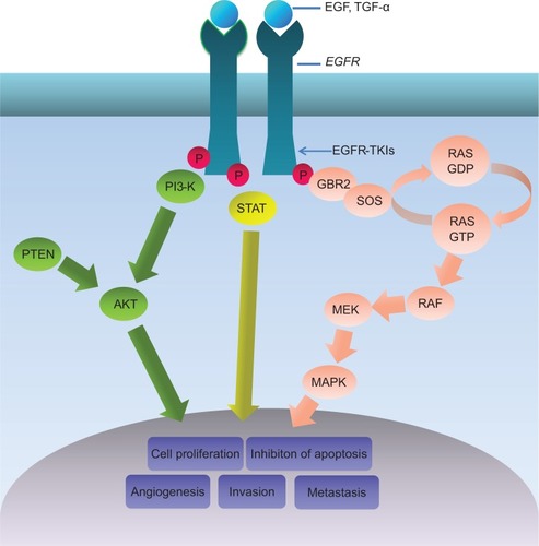 Figure 1 EGFR signaling pathway.