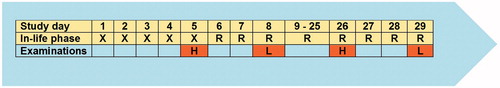 Figure 2. Study design: X, head–nose exposure for 6 h/day on 5 consecutive days, R, post-exposure time; H, histology of selected organs; L, examination of blood and broncho-alveolar lavage fluid (BALF).