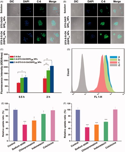 Figure 4. Confocal laser scanning microscopy (CLSM) images of 4T1 cells incubated with C-6solution or C-6labeled prodrug NPs for 0.5 h or 2 h, respectively (A,B); (C) Quantitative analysis for the fluorescent intensity of confocal laser scanning microscopy (*p < .05 and **p < .01, n = 3); (D) Flow cytometry results of cellular uptake of 4T1 cells after incubation for 2 h with (Blank control, C-6 solution, DTX-OA/DSPE2K NPs and DTX-S-S-OA/DSPE2K NPs); Cellular uptake results of pretreating 4T1 cells with several endocytosis inhibitors after incubation with DTX-OA/DSPE2K NPs (E) or DTX-S-S-OA/DSPE2K NPs (F) (*p < .05, **p < .01 and ***p < .001 vs. control group, n = 3).