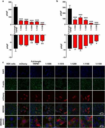 Figure 2. The outward and inward currents, and the expression pattern of different C-terminal truncations in comparison with full-length TRPM7. (a, b). Outward (top) and inward (bottom) current density of full-length TRPM7 (black) and truncations (1–1596, 1–1510, 1–1299, 1–1160, and 1–1100, red) in HEK (a) and CHO (b) cells. (c). Representative fluorescent images of HEK cells expressing full-length and the truncated TRPM7 clones labeled with m-cherry. The untransfected HEK cells were used as negative control. The TRPM7 clones labeled with m-cherry were in red. DAPI stained nuclei in blue. F-actin (Phalloidin staining, green) was used to indicate cell shape. Data are analyzed by one-way ANOVA and presented as mean ± SEM, *p < 0.05, **p < 0.01, ***p < 0.001.