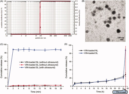 Figure 2. Particle size distribution of VIN-loaded SL (A). Morphological appearance of VIN-loaded SL based on TEM (B). In vitro release of VIN from various liposomal formulations in PBS (0.1 M, pH 7.4) at 37 °C (C). In vitro release of VIN-loaded SL and VIN-loaded NL with ultrasound after a 24-h incubation in PBS (0.1 M, pH 7.4) at 37 °C (D). The data are presented as the means ± SD (n = 3).formulations in PBS (0.1 M, pH 7.4) at 37 °C (C). In vitro release of VIN-loaded SL and VIN-loaded NL with ultrasound after a 24-h incubation in PBS (0.1 M, pH 7.4) at 37 °C (D). The data are presented as the means ± SD (n = 3).