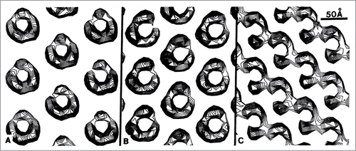 Figure 2. Filtered projection views of membrane-bound AcChoR pentameric oligomers displayed as density contour maps. The maps clearly show an aperiodic crystalline configuration. (A) Reconstructed from the structurally better preserved A surface of the tube. The stain-filled groove faces to the left for five of seven tubes. (B) Reconstructed from the A surface of the tube. The groove faces to the right for two of seven tubes. (C) Reconstructed from the more distorted B surface of the tube. All images are oriented such that the tube axis is vertical. The a lattice direction is always parallel to the tube axis; the b lattice direction is 125 degrees clockwise from a in A and B and is 132 degrees counterclockwise from a in C. From ref. 9 and used with permission.