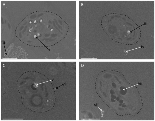 Figure 4. SEM images of algal cells exposed to a high (10 000 µg/L) concentration of ceria NPs (A), a low concentration (80 µg/L) of ceria NPs (B), bulk ceria (10 000 µg/L) (C), and unexposed control cells (D). The black arrows point to the areas where cerium was found using energy dispersive spectroscopy (EDS), while the white arrows are areas where no cerium was found (see Figure S1 for EDS spectra). The dashed line highlights the cell surface. Scale bar in each case is 2 µm.