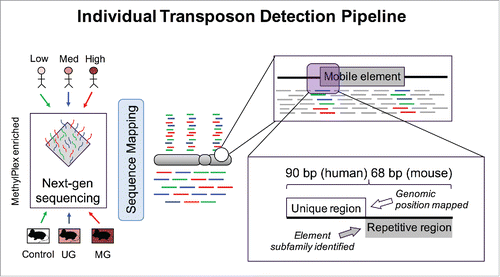Figure 5. Individual Transposon Detection Pipeline. Both mouse and human reads were filtered for reads containing partial unique and partial repetitive sequence. The unique sequence was mapped to the reference genome and read count differences corresponding to DNA methylation differences were tested for significance with EdgeR.