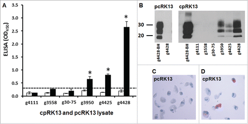 FIGURE 3. Detection of de novo PrPSc propagation in cpRK13 cells. (A) TSE ELISA analysis of cpRK13 cells inoculated with caprine scrapie-infected goat brain homogenates. Caprine PrPC expressing cpRK13 (black bars) and plasmid control RK13 cells (pcRK13, open bars) were inoculated with scrapie-infected (animal IDs: g3558, g30-75, g3950, g4425, and g4428,) or scrapie-uninfected (animal ID: g4111) goat brain homogenates and cell lysates were prepared 5 weeks post-inoculation. One hundred μl of cpRK13 or pcRK13 cell lysate was loaded into each well (in triplicate) and relative levels of PrPSc accumulations were evaluated using a TSE ELISA kit (IDEXX). Average TSE ELISA absorbance values with corresponding standard deviations are shown in the y-axis and animal IDs are shown in the x-axis. Cut-off value for the ELISA (—) was determined as described by the manufacturer. (*, P<0.01). (B) Detection of PrPres in cpRK13 cells inoculated with caprine scrapie-infected brain isolates. Western blot assays were performed with cpRK13 cell lysates prepared from scrapie-infected (animal IDs: g3558, g30-75, g3950, g4425, and g4428) or scrapie-uninfected goat brain homogenates (animal ID: g4111). Twenty µl of inoculated cpRK13 or pcRK13 cell lysates were incubated with proteinase K (100 µg ml−1 at 37°C for 60 min) and PrPres was detected using a mixture of PrP mAbs F99/97.6.1. (3.5 µg ml−1) and P4 (0.2 µg ml−1). The positions of the molecular mass markers (in kDa) are shown on the left. (C) and (D). In situ detection of PrPSc accumulation in cpRK13 cells by IHC. Caprine scrapie prion propagation in cpRK13 cells was also assessed by IHC with HistoGel method. PrPSc immunolabeling was clearly visible in cpRK13 cell (D) but not in pcRK13 cells (C) following inoculation with scrapie goat brain homogenates (animal ID: g4428). PrPSc (dark red) in the cells were identified using PrP mAb SAF84.