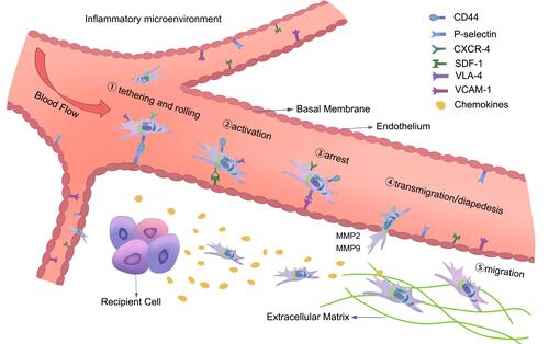 Figure 2 The homing process of MSCs in the inflammatory microenvironment: (1) tethering and rolling; (2) activation; (3) arrest; (4) transmigration or diapedesis; and (5) migration. The figure also shows the interaction of MSCs with endothelial cells during the homing process, and the chemokine released at the injury site guides the migration of MSCs in the extracellular matrix.