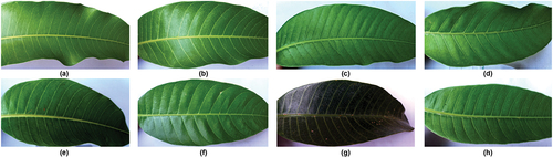 Figure 2. (a) Anwar-Ratul; (b) Chaunsa; (c) Langra; (d) Sindhri; (e) Saroli; (f) Fajri; (g) Desi; (h) Alo-Marghan.