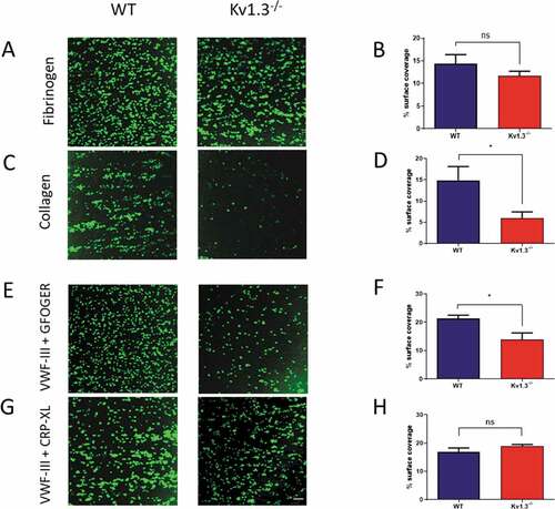 Figure 2. Absence of Kv1.3 reduces integrin α2β1-dependent platelet adhesion to collagen. DiOC6-labeled platelets in whole blood from WT or Kv1.3−/- mice were perfused over fibrinogen (200 µg/mL) at a shear rate of 800 s−1 and collagen (100 µg/mL) at 1800 s−1. After 3 minutes of perfusion the coverslips were washed with normal platelet saline, and the images recorded and quantified as described in ‘Methods.’ Representative images (top panel) show platelet adhesion to fibrinogen (Figure 2A) and collagen (Figure 2C). Statistical analysis shows the percent of platelet surface adhesion (mean ± SEM) on fibrinogen (Figure 2B) and collagen (Figure 2D); (n = 5 for fibrinogen and 4 for collagen). DiOC6-labeled platelets in whole blood from WT or Kv1.3−/- mice were also perfused at a shear rate of 1800 s−1 over coverslips coated with synthetic triple-helical peptides specific for the platelet collagen receptors integrin α2β1 (GFOGER, 100 µg/mL) and GPVI (CRP-XL, 100 µg/mL). Representative images (lower panel) show platelet adhesion to (E) peptides VWF-III and GFOGER, and (G) peptides VWF-III and CRP-XL. Scale bar = 20 µm. Statistical analysis shows the mean percent of platelet surface adhesion to (F) VWF-III and GFOGER (n = 5), and (H) VWF-III and CRP-XL (n = 5). (WT, blue; Kv1.3−/-, red). *P < .05, ns = not significant.