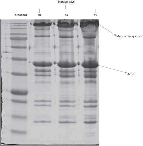 Figure 1. SDS-PAGE of myofibrillar proteins of semimembranosus muscle in goats at 0, 4 and 8 d postmortem. Equal amounts of protein (30 μg) of each sample were loaded and electrophoresed on a separate 12% sodium dodecyl sulfate polyacrylamide gel electrophoresis (SDS-PAGE) at a constant voltage (120 V) for 90 min. The gels were stained with Coomassie blue staining for 60 min and destained with a destaining solution for 45 min.Figura 1. SDS-PAGE de proteínas miofibrilares del músculo semimembranoso en las cabras a 0, 4 y 8 días postmortem. Se cargaron las mismas cantidades de proteína (30 μg) de cada muestra y estuvieron sujetas a electroforesis en un 12% separado de electroforesis en gel de poliacrilamida de sulfato dodecílico de sodio (SDS-PAGE) a un voltaje constante (120 V) durante 90 min. Los geles fueron manchados con azul de Coomassie durante 60 min y decolorados con solución decolorante durante 45 min.