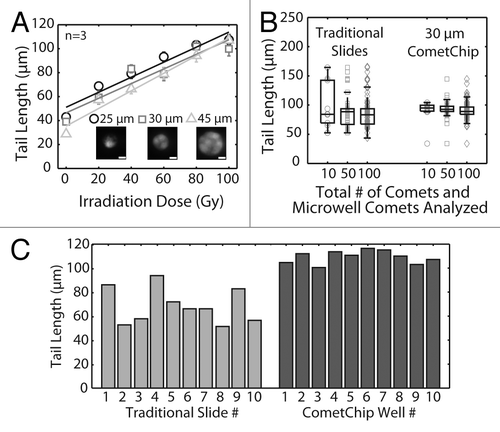 Figure 3. Statistical analysis and reproducibility of the CometChip compared with traditional comet slides. (A) IR dose response of TK6 cells loaded into different sized microwells. Each data point is the average of three independent experiments, where the median tail length of at least 100 individual comets was obtained in each experiment. Fluorescent images display 25, 30 and 45 μm diameter microwells filled with Syber Gold stained TK6 human lymphoblasts. Scale bar is 10 μm. (B) TK6 cells were irradiated with 100 Gy IR. Randomly selected 10, 50 or 100 individual comets on traditional glass slides or microwell comets on the CometChip were analyzed. Each data point is a single comet or microwell comet. Box plots show median tail length (μm) of the data set as the middle line and the lower and upper quartiles as the box. Whiskers show extent of furthest data points within 150% of interquartile range. (C) Slide-to-slide variability of traditional comet assay and macrowell-to-macrowell variability of 96-well format CometChip using TK6 cells exposed to 100 Gy IR. For traditional slides, medians of 30 traditional neutral comets from 10 slides are plotted. Mean comet length of 10 sides, 69 μm; coefficient of variation, ~20%. For CometChip, medians of at least 50 microwell comets from 10 macrowells of the CometChip are plotted. Mean comet length of 10 macrowells, 109 μm; coefficient of variation, ~5%.