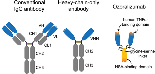 Figure 1. Schematic representation of a conventional IgG antibody, heavy-chain-only antibody, and ozoralizumab.