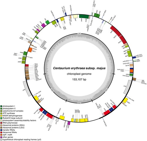 Figure 2. Graphical map of the complete chloroplast genome of Centaurium erythraea subsp. majus isolate BPTPS121 based on the conversion of annotations openly available in GenBank (accession number: ON641347), color coded based on their functional group, using OrganellarGenomeDRAW (OGDRAW) version 1.3.1 (Greiner et al. Citation2019). Genes inside the circle are transcribed clockwise, genes outside the circle counterclockwise, and intron-containing genes are marked by an asterisk (*). LSC: large single-copy region; SSC: small single-copy region; IRA, IRB: inverted repeats (IR). The dark grey inner ring represents the GC content, while the complementary light grey ring represents the AT content.