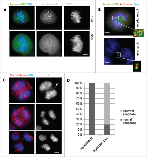 Figure 5. Inhibition of deacetylation with TSA. (A) HeLa cells expressing WT survivin were treated with TSA to prevent deacetylation, and maintain global acetylation. Survivin (green) became less focused on the centromeres and more diffusely localized when acetylation was maintained. Chromosomes were stained with DAPI (blue). (B) DMA induced mitotic cell expressing WT-survivin-GFP (green) and treated with TSA, then fixed and immunoprobed with anti-acetylated-survivinK129 specific antibodies (red), with chromosomes in blue. Acetylated survivin was less focused than total survivin (note yellow overlap as a subset of green pan-survivin staining highlighted in the inset). (C) Examples of aberrant anaphases (upper panels) with maloriented chromosomes (arrow), and tripolar cytokinesis (lower panel), in TSA treated HeLa cells as they exit from Eg5 inhibition. These are fixed cells immuoprobed with anti-tubulin antibodies and counterstained with DAPI. (D) Quantitation of cells in (C) which were treated with Eg5i or Eg5i plus TSA, and released into DMEM, or DMEM plus TSA respectively (N = 100). The majority of cells exiting mitosis in the presence of TSA made errors during anaphase. Bars 5 μm.