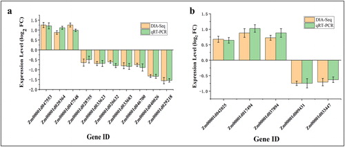 Figure 5. Confirmation of DIA-seq results by quantitative real-time PCR (qRT-PCR). Quantitative RT-PCR analysis of the expression patterns of the maize kernel genes encoded by differentially abundant proteins (DAPs) from different comparisons: DAPs specific to TD_TC (a) and SD_SC (b). Note: The y-axis represents qRT-PCR (green) relative expression levels (log2-fold change) and log2-fold change of the DIA-seq data (orange). Negative values of expression level mean that the genes were down-regulated in response to drought stress. Maize gene GAPDH (accession no. X07156) was used as the internal reference. Error bars represent the SE (n = 3).