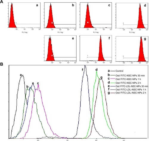 Figure 11 Flow cytometry analysis of drug uptake.Notes: (A) Incubation with (a) control; (b) Ost/FITC-NSC-NPs, 30 minutes; (c) Ost/FITC-NSC-NPs, 1 hour; (d) Ost/FITC-NSC-NPs, 3 hours; (e) Ost/FITC-LDL-NSC-NPs, 30 minutes; (f) Ost/FITC-LDL-NSC-NPs, 1 hour; and (g) Ost/FITC-LDL-NSC-NPs, 3 hours. (B) Mean fluorescent intensity of Ost in HepG2 as examined by flow cytometry.Abbreviations: FITC, fluorescein isothiocyanate; h, hour(s); LDL, low-density lipoprotein; min, minutes; NPs, nanoparticles; NSC, N-succinyl-chitosan; Ost, osthole; FL, fluorescence.